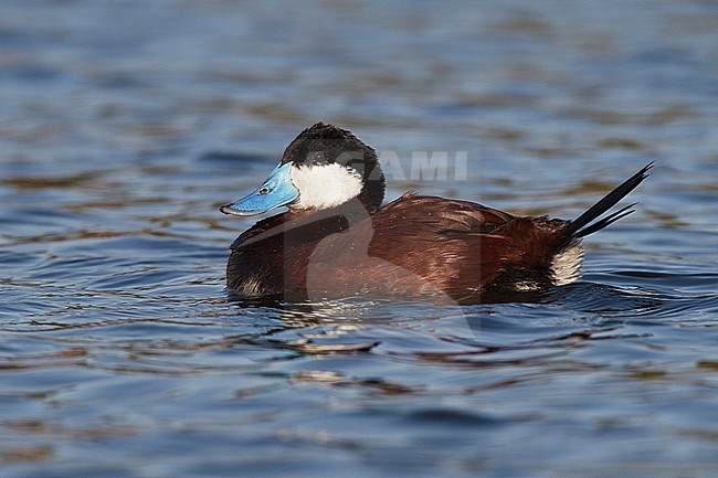 Adult male breeding 
Los Angeles Co., CA 
March 2010 stock-image by Agami/Brian E Small,