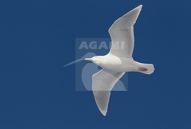 Volwassen Grote Burgemeester in de vlucht; Adult Glaucous Gull in flight stock-image by Agami/Markus Varesvuo,