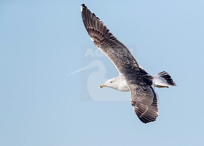 Subadult Greater Black-backed Gull (Larus marinus) in flight at IJmuiden, Netherlands. Showing upper wing pattern. stock-image by Agami/Marc Guyt,