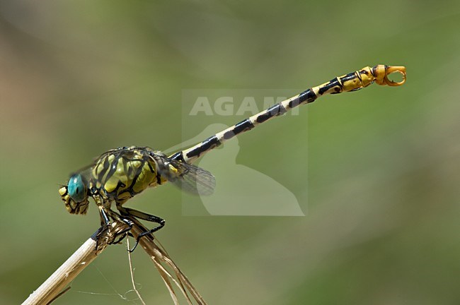 Mannetje Kleine tanglibel (ssp. unguiculatus), Male Small Pincertail stock-image by Agami/Wil Leurs,