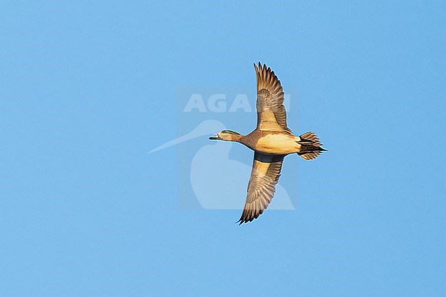 Adult male
Colusa Co., CA
January 2023 stock-image by Agami/Brian E Small,