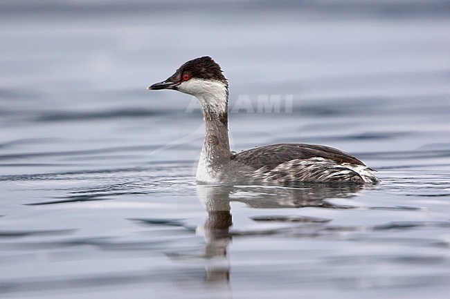 Slavonian Grebe swimming in the ocean near Victoria, BC, Canada. stock-image by Agami/Glenn Bartley,
