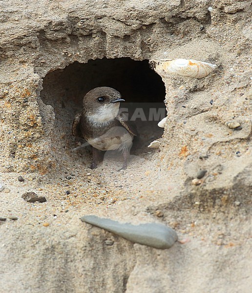 Oeverzwaluw zittend voor nest ingang; Sandmartin sitting in front of nest stock-image by Agami/Jacques van der Neut,