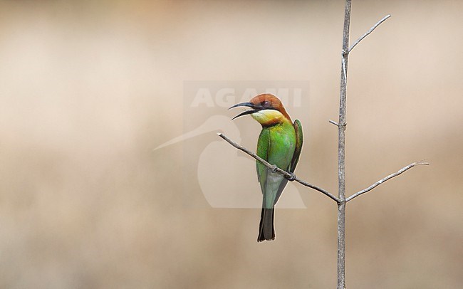 Adult Chestnut-headed Bee-eater (Merops leschenaulti) perched on a branch at Khao Yai, Thailand stock-image by Agami/Helge Sorensen,