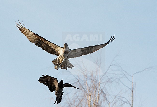 Visarend vechtend met Bonte Kraai, Osprey and Hooded Crow fighting stock-image by Agami/Markus Varesvuo,