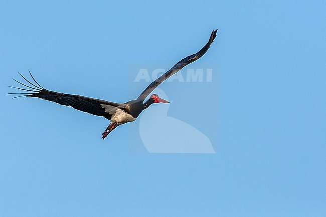 Adult Black Stork (Ciconia nigra) in flight during spring migration on the Greek island Lesvos. stock-image by Agami/Marc Guyt,