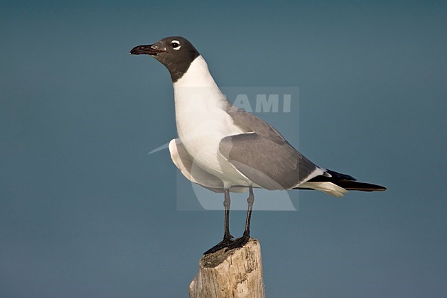 Lachmeeuw in prachtkleed Mexico, Laughing Gull in breedingplumage Mexico stock-image by Agami/Wil Leurs,