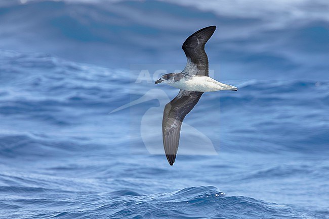 Desertas Petrel, Pterodroma feae deserta, in flight over the atlantic ocean off Madeira, Portugal. stock-image by Agami/Daniele Occhiato,