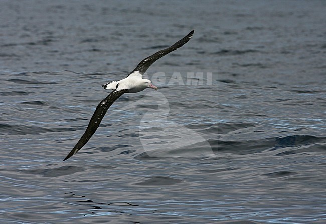 Tristanalbatros, Tristan Albatross, Diomedea dabbenena stock-image by Agami/Marc Guyt,