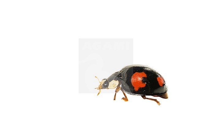 Ten-spotted ladybird, Adalia decempunctata stock-image by Agami/Wil Leurs,