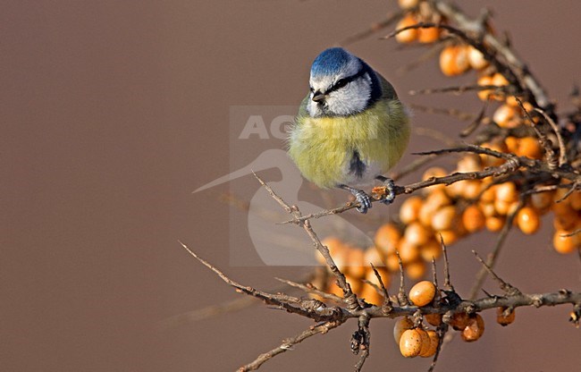 Pimpelmees zittend in Duindoorn; European Blue Tit perched in Common Sea-buckthorn stock-image by Agami/Rob Olivier,