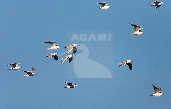 Flock of Slender-billed Gulls (Chroicocephalus genei) migrating along the coast at Tarifa in southern Spain during autumn migration. stock-image by Agami/Marc Guyt,