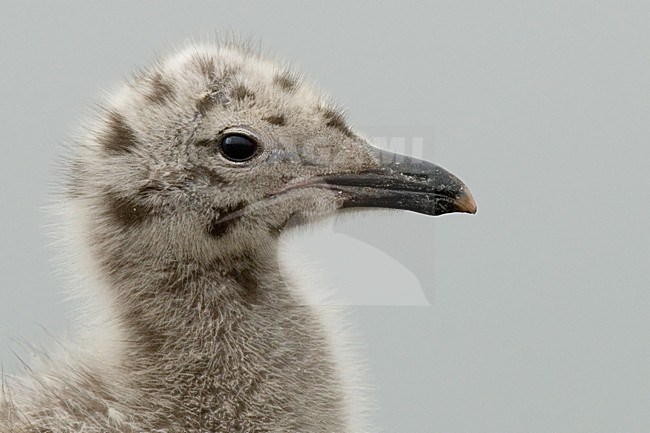 Zilvermeeuwenkuiken; Herring Gull chick stock-image by Agami/Han Bouwmeester,