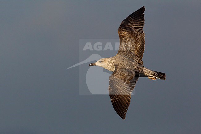 Geelpootmeeuw; Yellow-legged Gull; Larus michahellis stock-image by Agami/Daniele Occhiato,