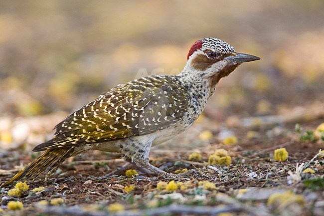 Bennetts Specht, Bennett's Woodpecker, Campethera bennettii stock-image by Agami/Marc Guyt,