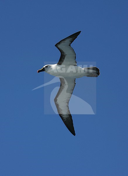 Atlantic Yellow-nosed Albatross (thalassarche chlororhynchos) on the Southern Atlantic Ocean. Following a vessel, flying against a blue sky. stock-image by Agami/Marc Guyt,