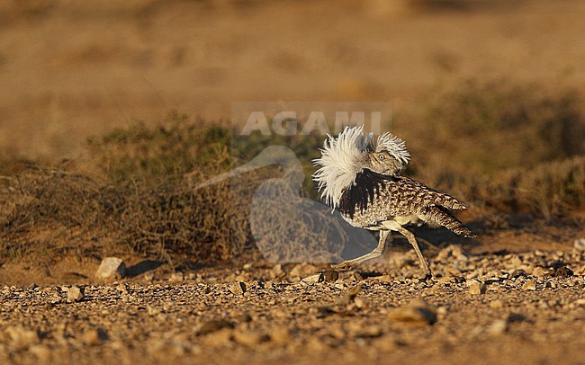 Houbara Bustard (Chlamydotis undulata fuertaventurae) male performing dancing display at Tindaya Plains, Fuerteventura, Canary Islands stock-image by Agami/Helge Sorensen,