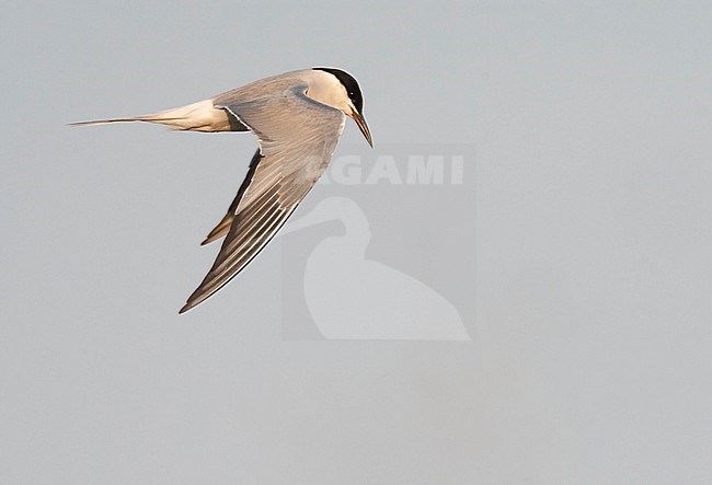 Adult (Siberian) Common Tern in flight above Bodhi Island, China. Showing upperwing stock-image by Agami/Marc Guyt,