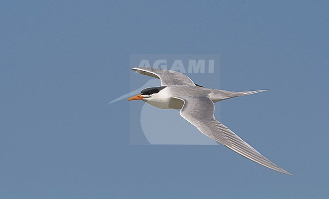 Adult Lesser Crested Tern (Sterna bengalensis) in breeding plumage in Egypt, seen from the side, showing upper wing. stock-image by Agami/Edwin Winkel,