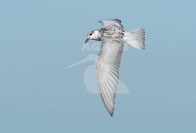 Whiskered Tern (Chlidonias hybrida), juvenile in flight, seen from the side,showing upperwing. stock-image by Agami/Fred Visscher,