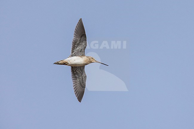 Common Snipe (Gallinago gallinago faeroeensis), adult in flight seen from below, Western Region, Iceland stock-image by Agami/Saverio Gatto,