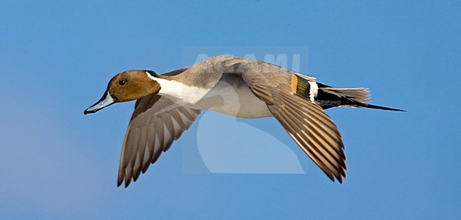 Pijlstaart, Northern Pintail, Anas acuta stock-image by Agami/Marc Guyt,