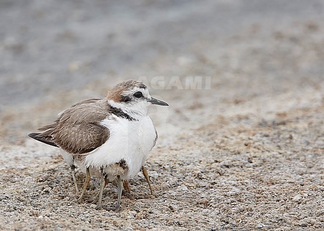 Adult and three chicks of a Kentish Plover (Charadrius alexandrinus) in Israel. stock-image by Agami/Markus Varesvuo,