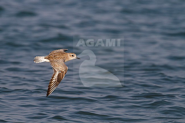 Flying Grey Plover - Kiebitzregenpfeifer - Pluvialis squatarola ssp. squatarola, Oman stock-image by Agami/Ralph Martin,