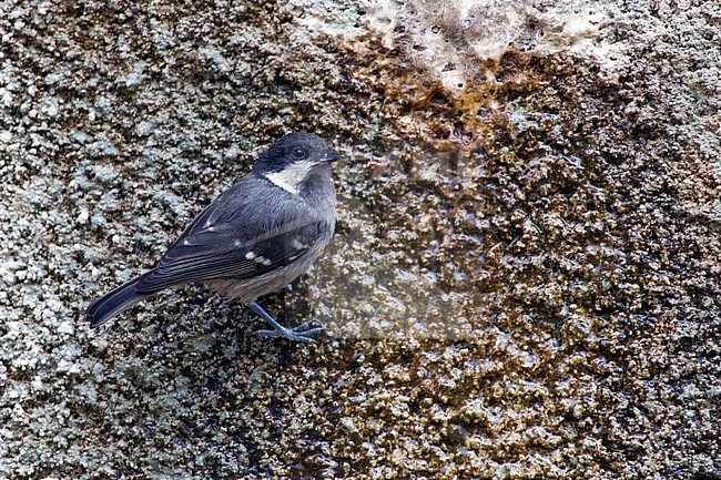 cypriotes Zwarte Mees op Cyprus, cypriotes Coal Tit on Cyprus stock-image by Agami/David Monticelli,