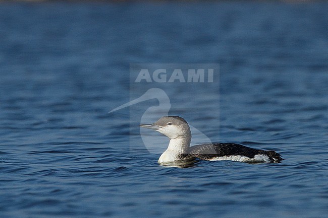 Black-throated Loon (Gavia arctica) side view swimming stock-image by Agami/Yoav Perlman,