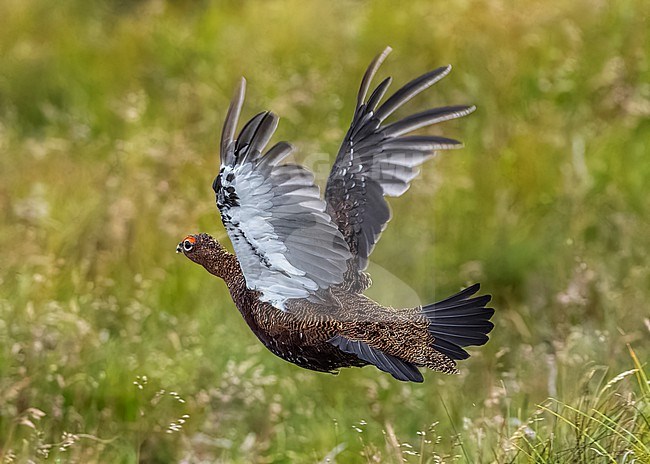 Red Grouse (Lagopus scotica) flying over the heather in Spartleton Hill, East Lothian, Scotland, United Kingdom. stock-image by Agami/Vincent Legrand,