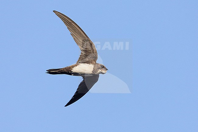 Alpine Swift (Tachymarptis melba), individual in flight seen from below, Campania, Italy stock-image by Agami/Saverio Gatto,