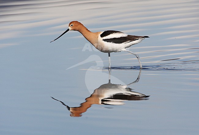 Amerikaanse Kluut, American Avocet, Recurvirostra americana stock-image by Agami/Hugh Harrop,