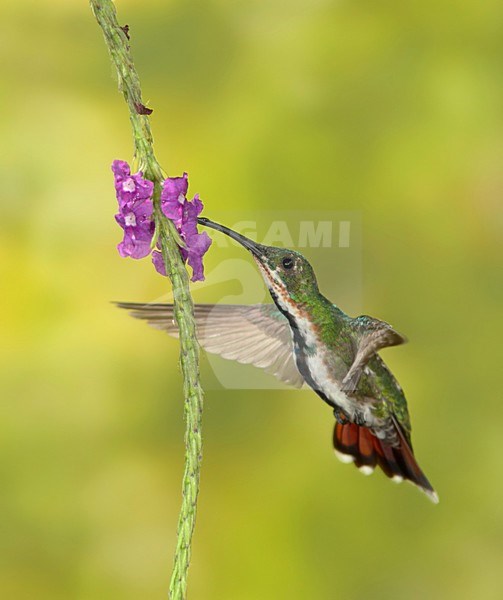 Groenkeelmango foeragerend, Green-throated Mango foraging stock-image by Agami/David Hemmings,