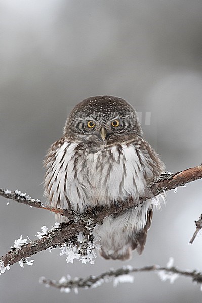 Eurasian Pygmy Owl, Dwerguil stock-image by Agami/Jari Peltomäki,