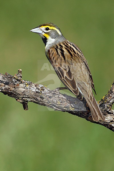 Adult male breeding
Galveston Co., TX
April 2006 stock-image by Agami/Brian E Small,