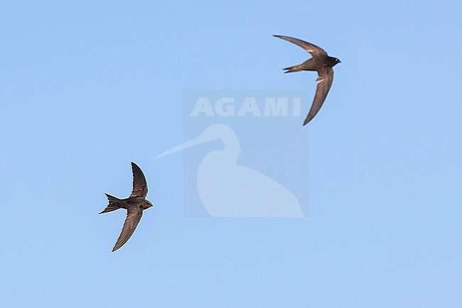 Close-up of one the most iconic flying birds ever. The Common Swift breeds in the city centre of Amsterdam still in quite good numbers despite their preferred old building being renovated more and more. stock-image by Agami/Jacob Garvelink,