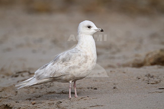 Onvolwassen Kleine Burgemeester, Immature Iceland Gull stock-image by Agami/Karel Mauer,