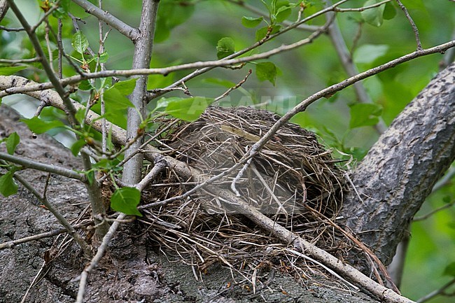 Fieldfare - Wacholderdrossel - Turdus pilaris, Germany, nest stock-image by Agami/Ralph Martin,