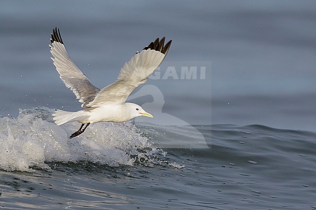 Black-legged Kittiwake (Rissa tridactyla) feeding in the ocean near Nome, Alaska. stock-image by Agami/Glenn Bartley,