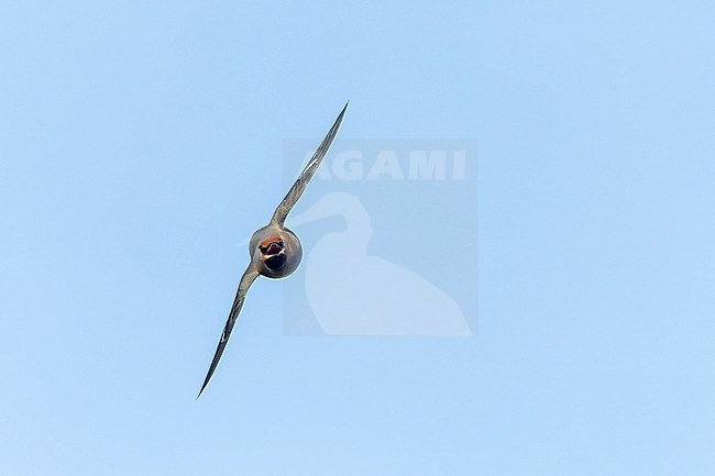 First-winter male Bohemian Waxwing (Bombicilla garrulus) on Texel, Netherlands. Catching insects in the air. stock-image by Agami/Marc Guyt,