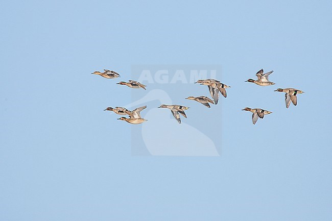 Wintertaling groep vliegend; Eurasian Teal flying stock-image by Agami/Menno van Duijn,