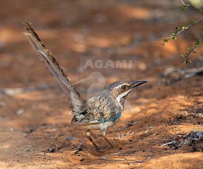 Langstaartgrondscharrelaar; Long-tailed Ground-Roller (Uratelornis chimaera) standing on the ground in spiny forest near Ifaty, Madagascar stock-image by Agami/Marc Guyt,