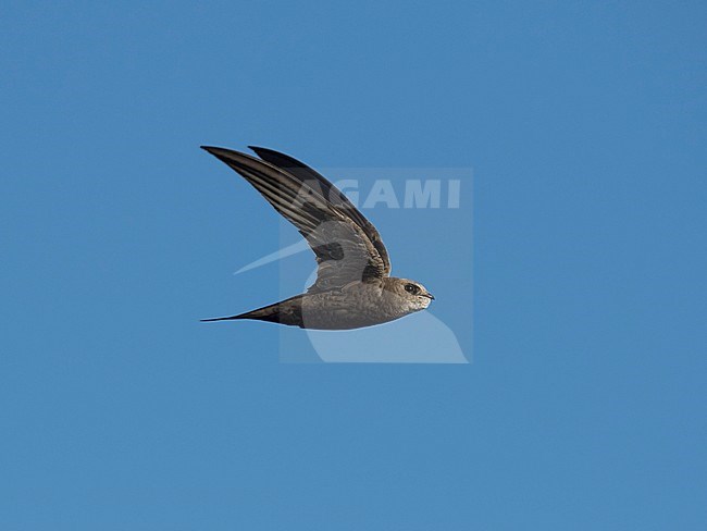 Side view of a Pallid Swift (Apus pallidus) in flight with raised wings. Spain in autumn. stock-image by Agami/Markku Rantala,