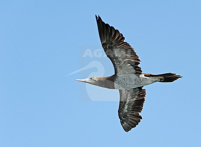 Subadult Brown Booby (Sula leucogaster) in flight off the coast of Baja California in northern Mexico. Seen from below. stock-image by Agami/Dani Lopez-Velasco,