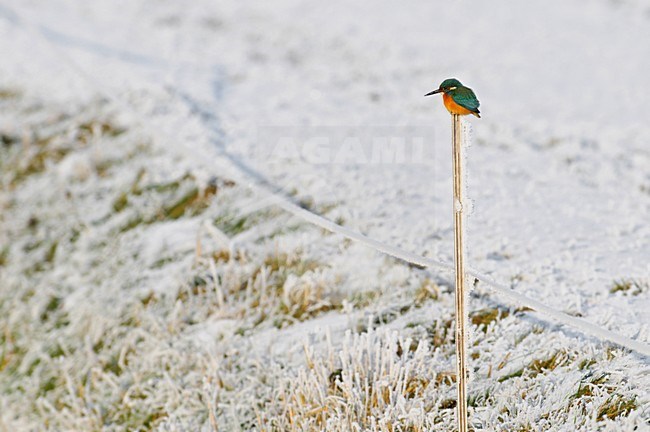 Mannetje IJsvogel in de winter; Male Common Kingfisher in winter stock-image by Agami/Hans Gebuis,