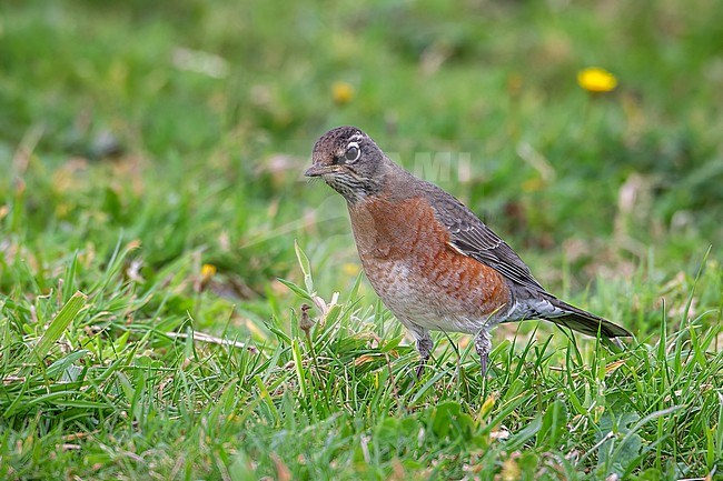 First winter American Robin (Turdus migratorus) sitting in Calçada Fields, Corvo, Azores, Portugal. stock-image by Agami/Vincent Legrand,