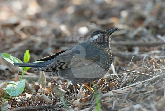 Immature male Siberian Thrush foraging on ground in forest China, Jong mannetje Siberische Lijster foeragerend op de grond in bos China stock-image by Agami/Ran Schols,