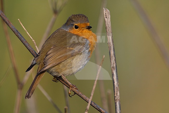 Roodborst zittend; European Robin perched stock-image by Agami/Daniele Occhiato,