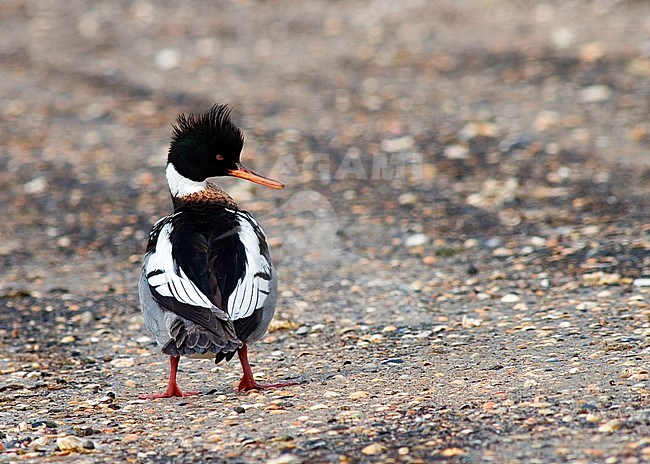 A male Red-breasted Merganser (Mergus serrator) resting on the shore of a harbour on Texel. stock-image by Agami/Marc Guyt,